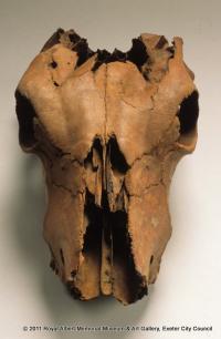 Cattle skull
