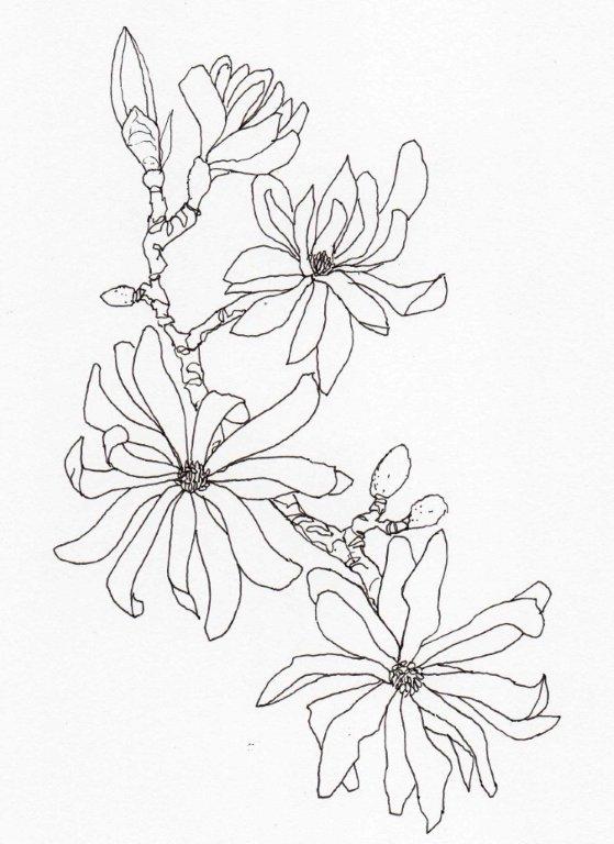 4. Magnolia stellata
