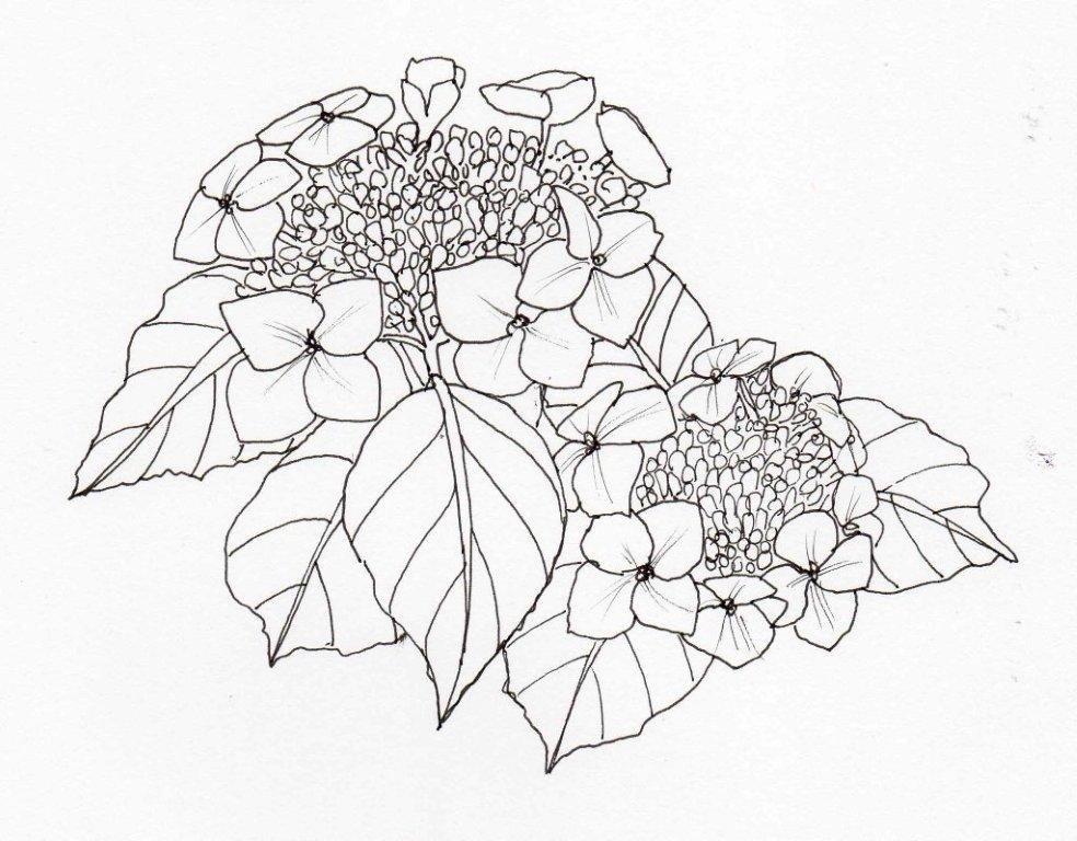 6. Hydrangea macrophylla