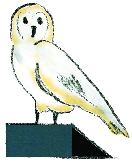 Barn Owl