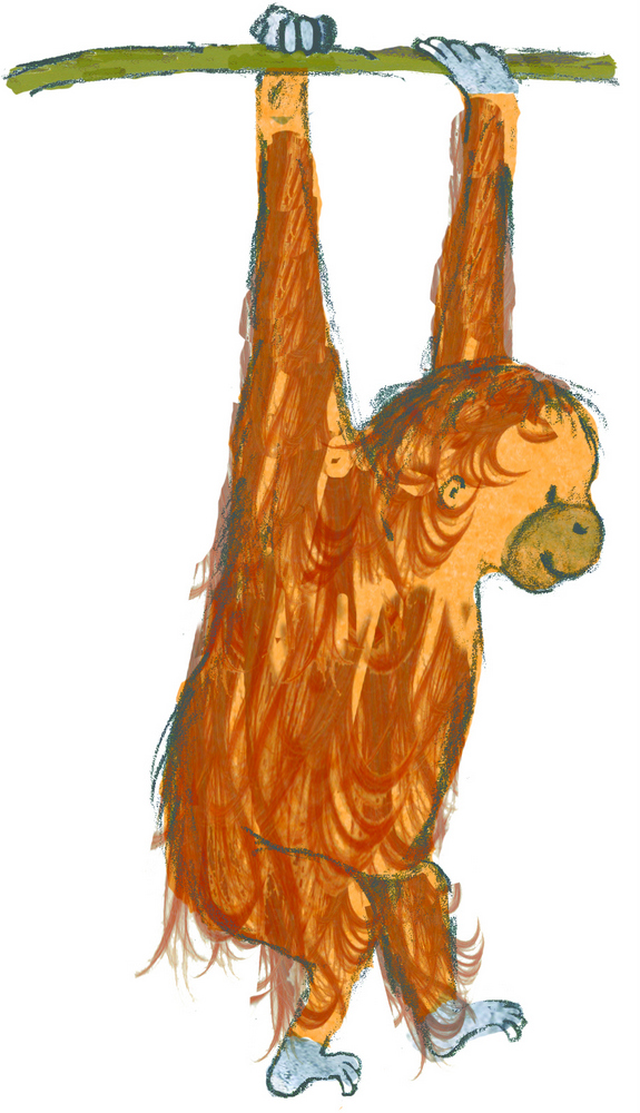 Bornean orang-utan