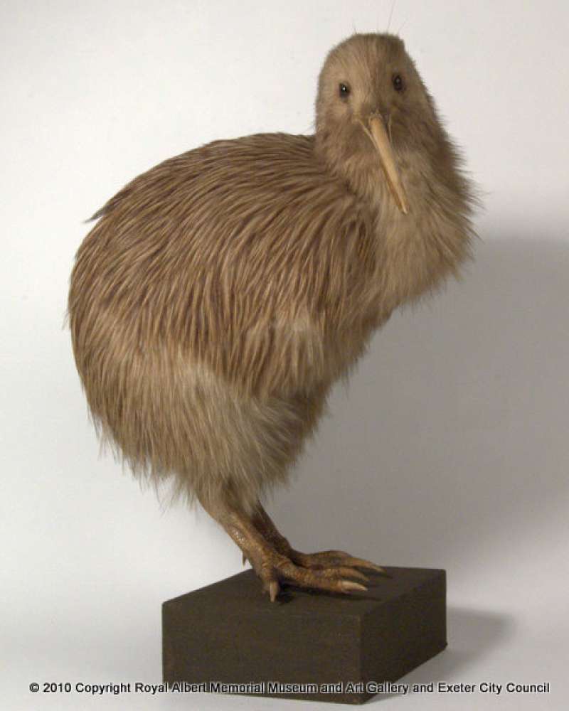 Brown Kiwi