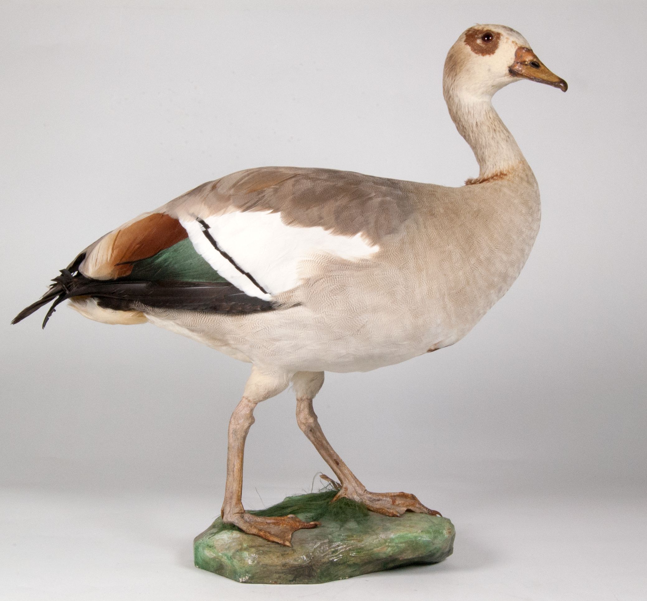 Egyptian goose