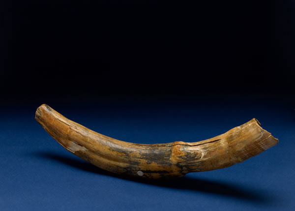 Gallery 2: Down to Earth - Fossil Elephant Tusk