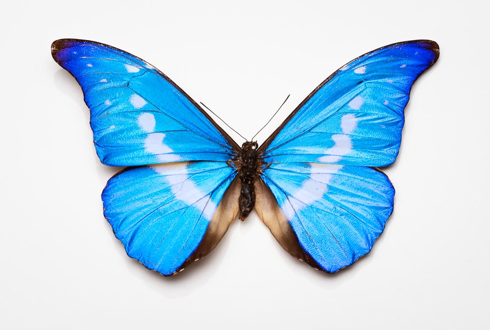 Gallery 18 Fly on the Wall - Morpho butterfly