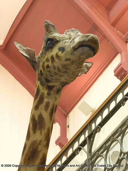 Gallery 10 - Case Histories: Gerald the Giraffe