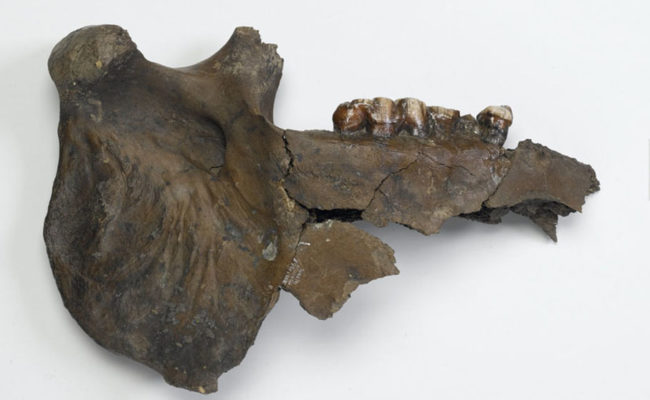 Honiton Hippo teeth