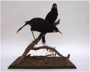 Huia Birds