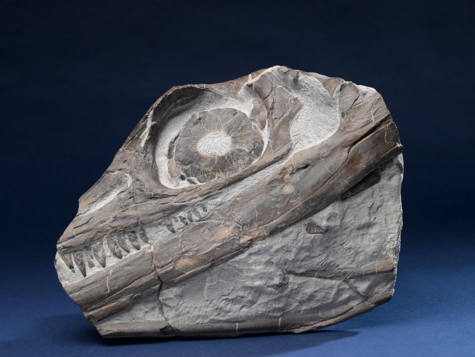 Icthyosaur fossil