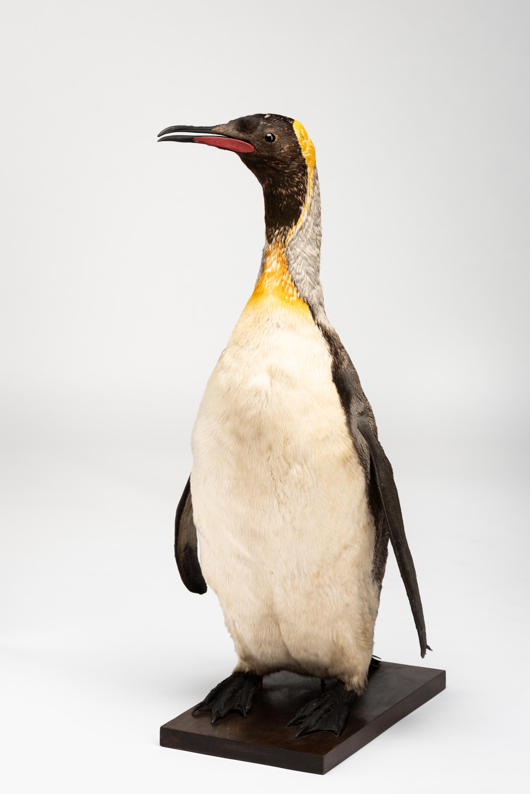 IN FINE FEATHER - King penguin