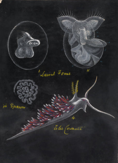 Nudibranch Picture