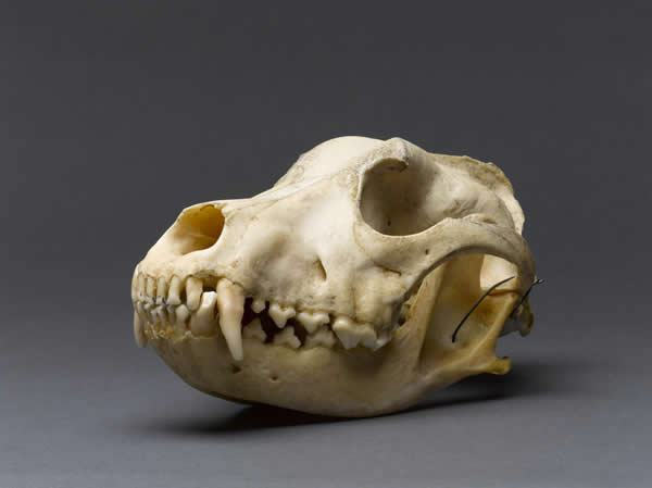 Gallery 10 - Case Histories: Czigane's Collar and Skull