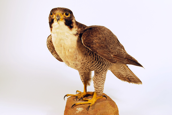 Gallery 3 and 4: Making History - Peregrine Falcon