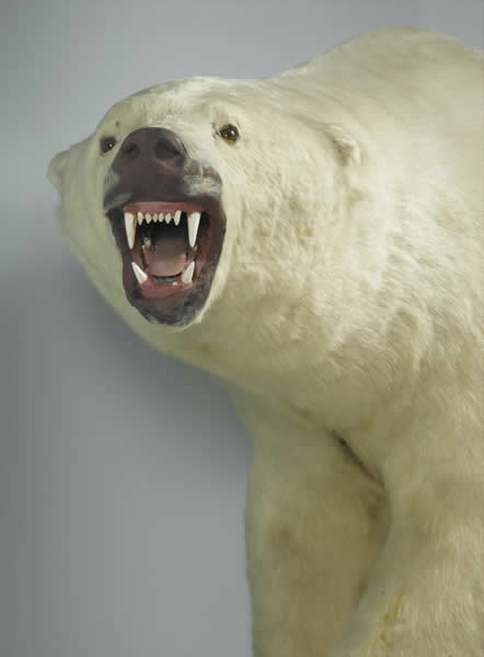 Gallery 11: Finders Keepers - Polar Bear