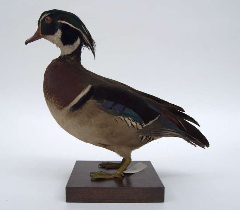 Wood Duck